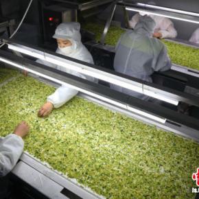 ASEM self-export of dehydrated vegetables exceeded 100 million CNY